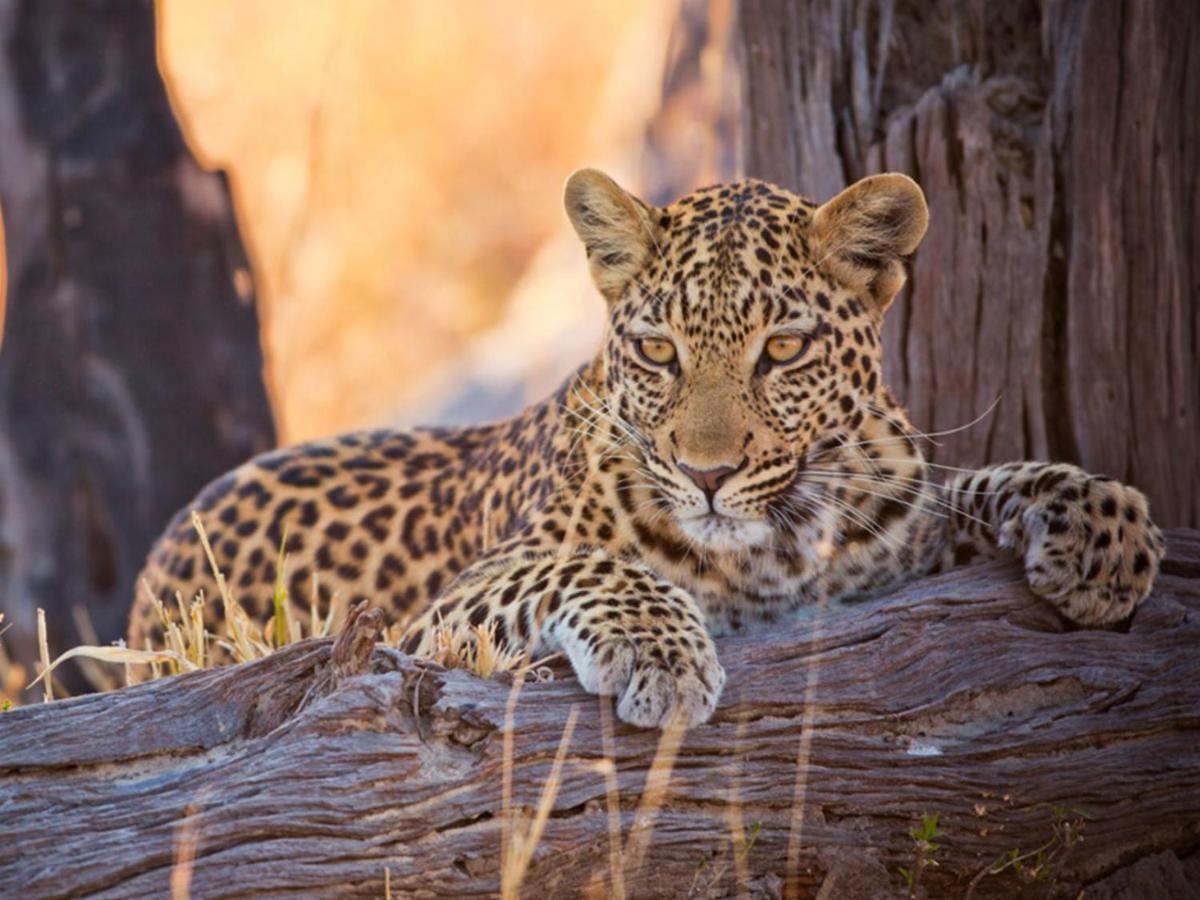 Imagine Africa Luxury Tented Camp Balule viltreservat Exteriör bild