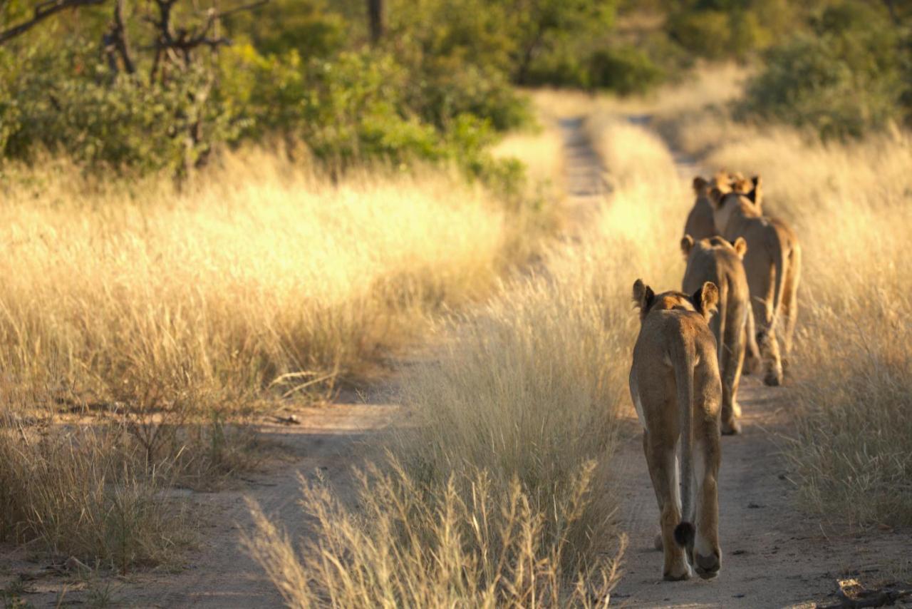 Imagine Africa Luxury Tented Camp Balule viltreservat Exteriör bild