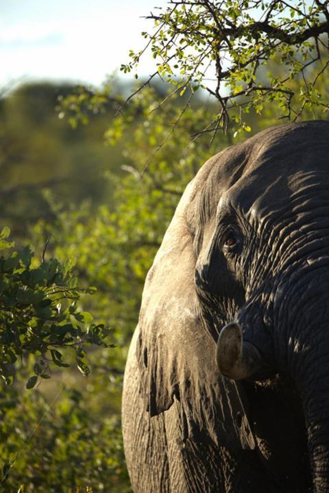 Imagine Africa Luxury Tented Camp Balule viltreservat Exteriör bild