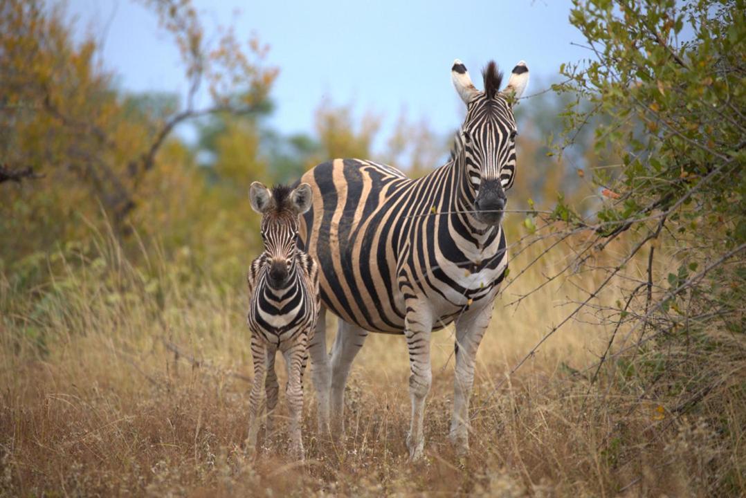 Imagine Africa Luxury Tented Camp Balule viltreservat Exteriör bild