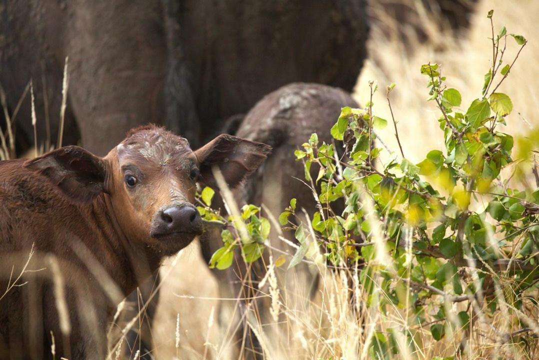 Imagine Africa Luxury Tented Camp Balule viltreservat Exteriör bild