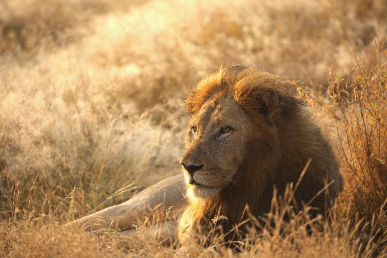Imagine Africa Luxury Tented Camp Balule viltreservat Exteriör bild